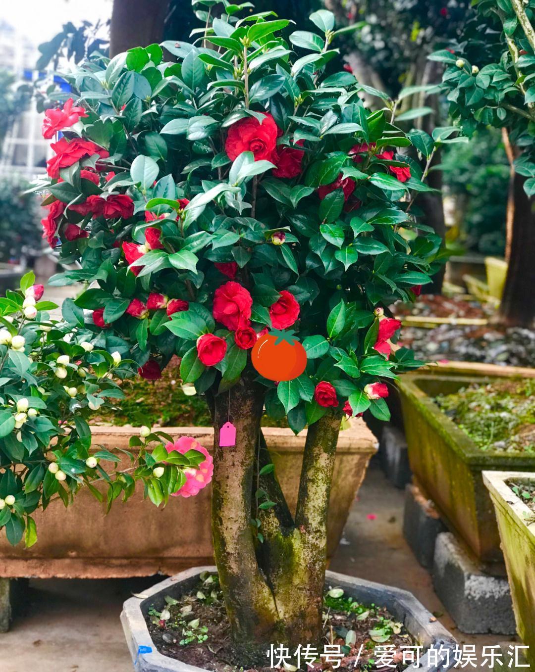 有名的“12种旺财花”,吉祥又大气,养成老桩更“旺家”