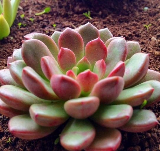 光照|颜值超高的红宝石多肉，生长快易爆盆，更容易逆袭，花瓣重重叠叠