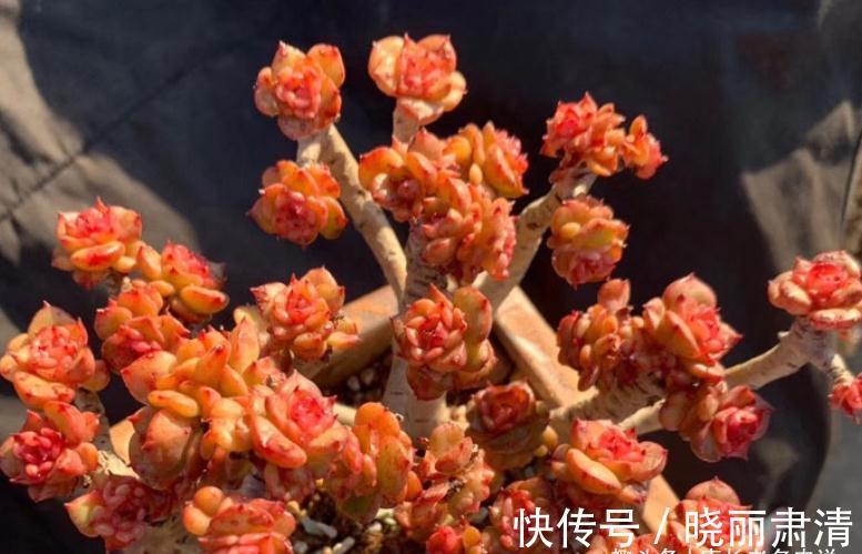 多肉蜡牡丹和红化妆,一个长得美却容易生病,一个好养但样貌差点