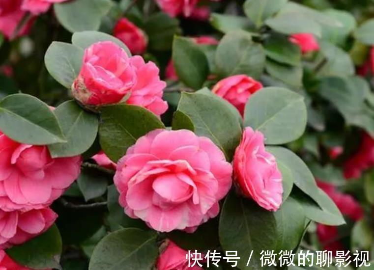 公认难养的4种花，容易黄叶烂根，养不活白费力，新手慎养