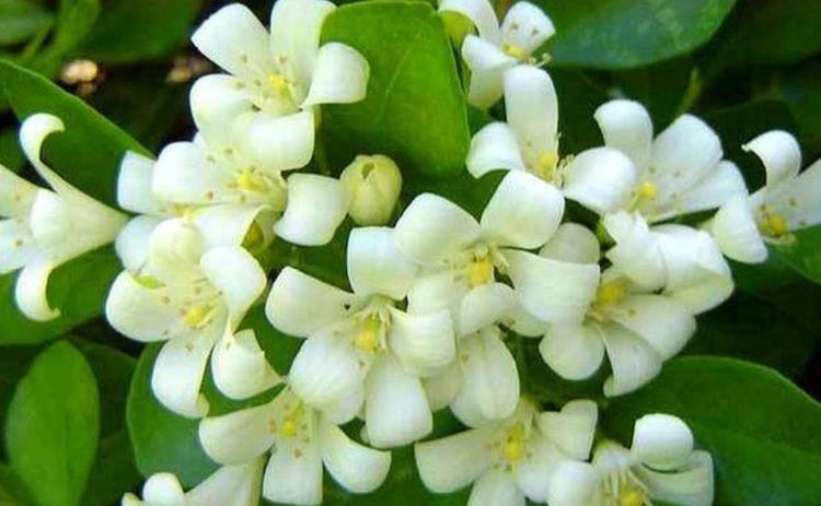 4种漂亮花养家里,一年四季开花不断,惊艳如花球,美翻了