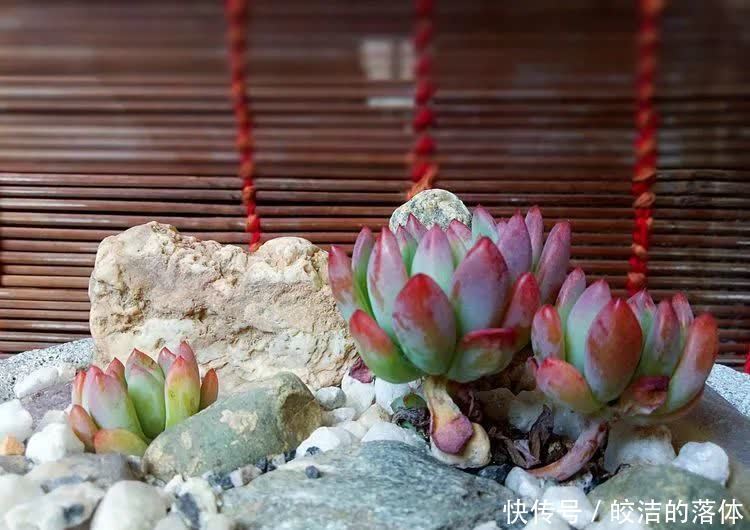 如莲似花,美好心情由你而始!