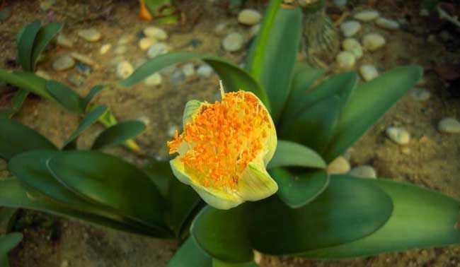 虎年春节不能少的4种虎花,养在家里虎虎生威,旺家有旺财