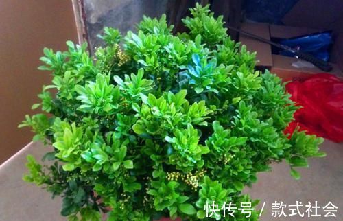 四季|阳台再小,也要养4种花,不仅好养活,而且四季有花赏