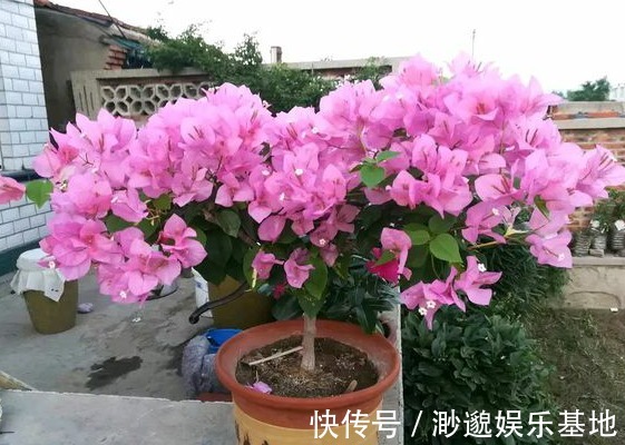 浇水|不爱喝水的“三种花”,没事多晒晒,不断冒花苞,水多反而养不好