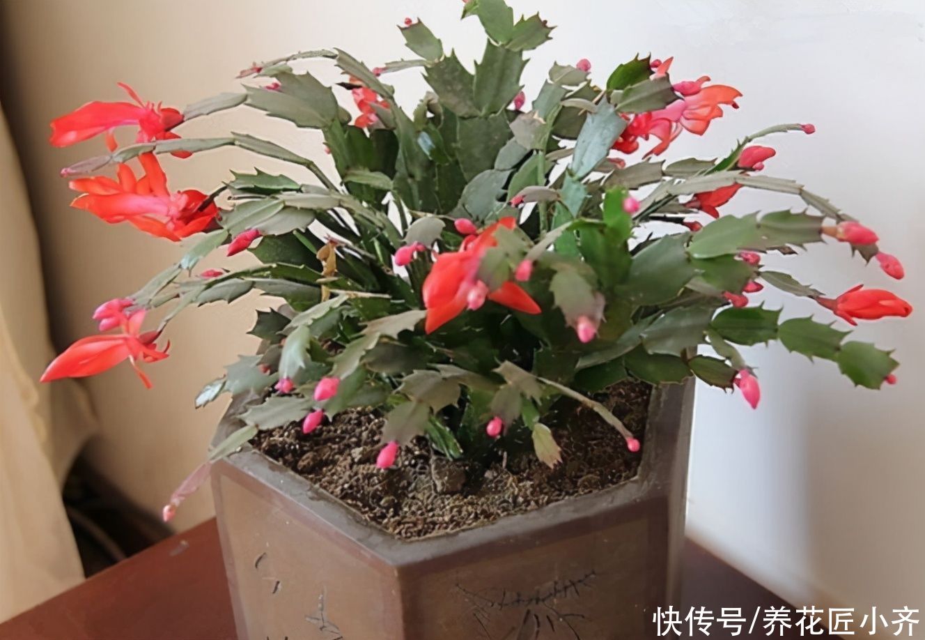 捡漏|秋季适合去花市“捡漏”，碰到4种花，用点小方法，很快就爆盆
