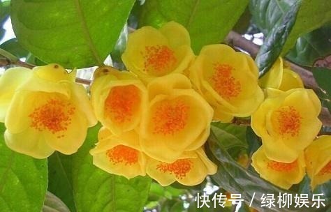 金花茶|它是真正的“花茶”，开出盏盏黄花，摘一朵就能泡