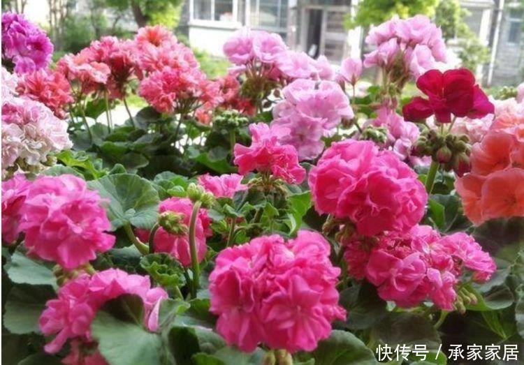 天竺葵|3种花好养、开花量大,养家里直接变成小花园,招财又纳福!