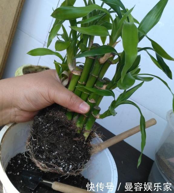根系|养花,一换盆就出问题注意3个“事项”,快速冒新根,事半功倍
