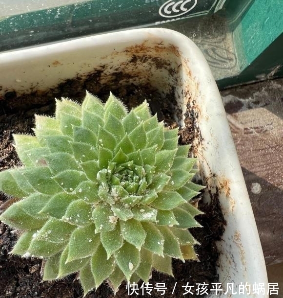 害虫|白粉虫真恶心,多肉遭殃了,全都是白粉虫,用小白药,彻底杀虫