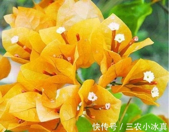 花期|三角梅养了两年不开花了, 是怎么回事
