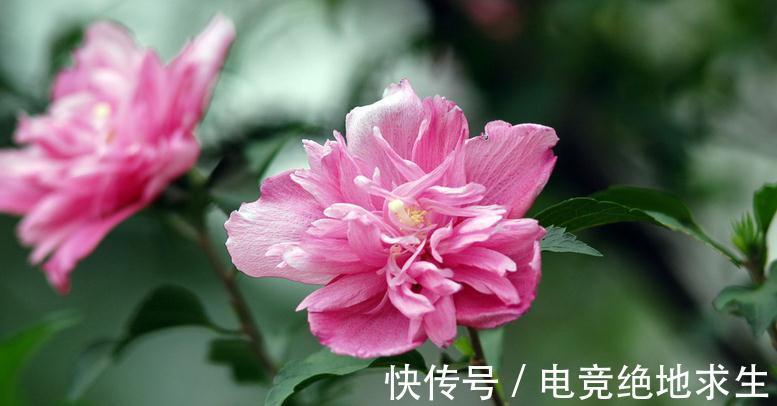 盆栽菊花怎么过冬呢,花农常做几个动作,让你来年花开不断