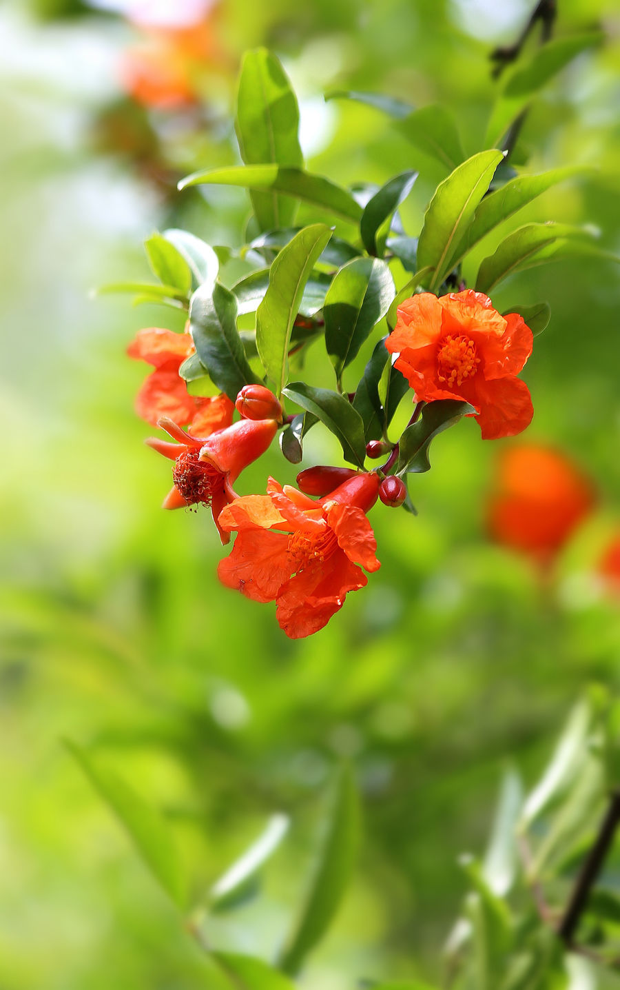 夏刚|上游?夜雨丨胡中华：石榴花 (外一首)