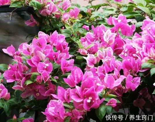 三角梅开完一茬花,如何操作让它花开二次三次小花匠教你个诀窍!