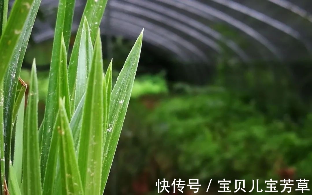 刚买的兰花怎么种?4种常犯的错误,新手兰友要学会避免