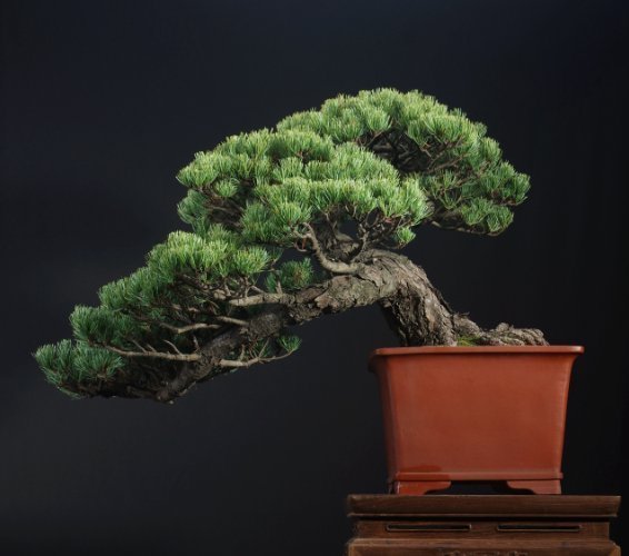 收藏|惊艳的6大盆景造型,中国植物艺术的巅峰,收藏起来