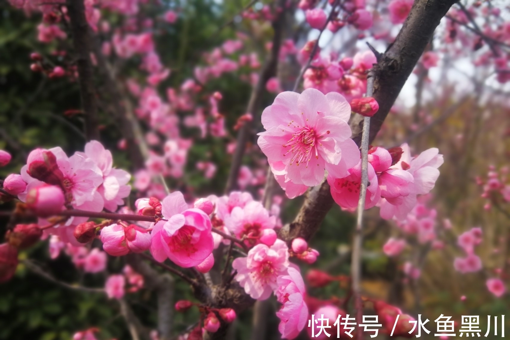 形式主义|不要小瞧诗的题目,其实里面大有学问