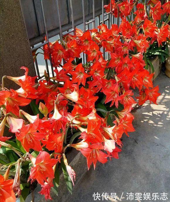 种球|朱顶红“烂了”是好事!切2刀养一个月,变成50株小苗