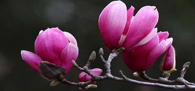 紫魅|此花是思念之花,紫魅靓丽,寄托着远方亲人深深的思念!