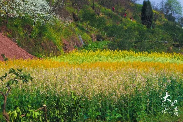 迎春花|春暖牛栏坝,花开金鳌山!五彩油菜花你见过吗?