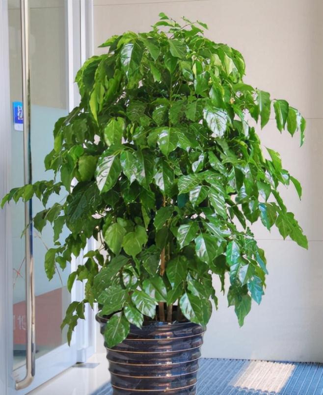 冬天的6种室内盆栽,“懒养”最合适,“勤养”反而容易出问题