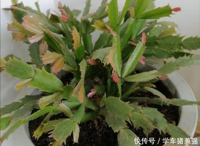 天热了,蟹爪兰要休眠,这几件事不能做,不然烂根枯萎!