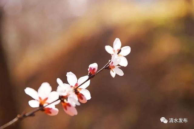 早春花枝俏，清水桃花朵朵开