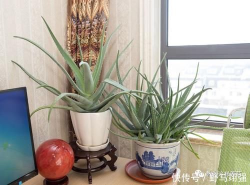 金钱树|太省心的花，1个月浇一次就行，叶子长的还超旺盛！