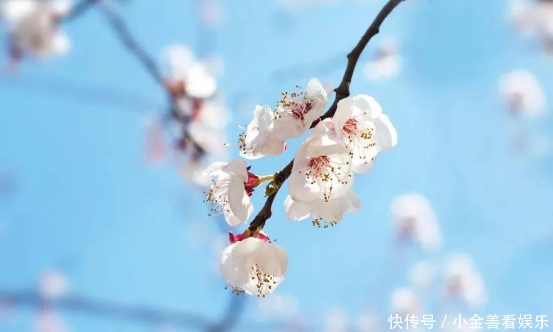 【诗词鉴赏】阳春三月,春日方好,不如在诗词里一起拥抱春天!