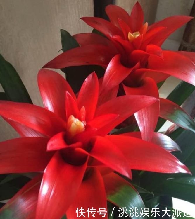 家里要养3种花，开花吉祥又喜庆，时来运转，越过越富裕有钱