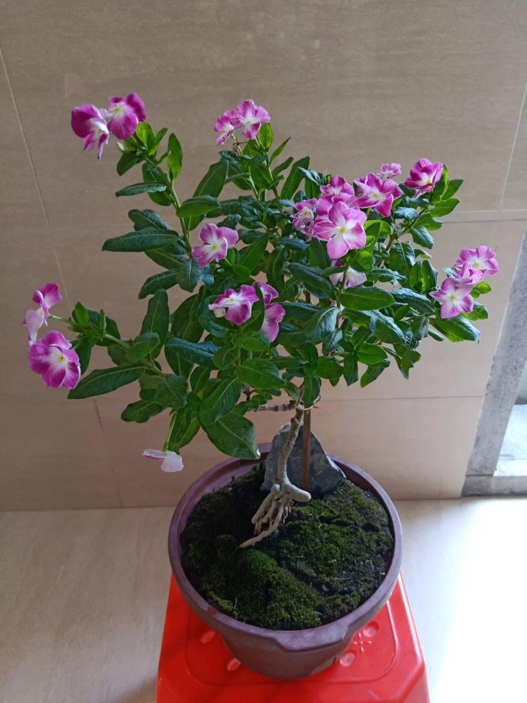 棒棒糖|5块钱一盆的花,养1年变老桩,身价翻了上百倍!