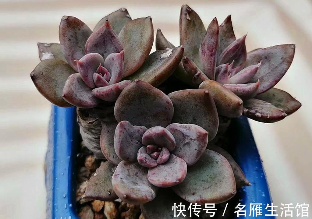 普货|贵多肉不等于好多肉,盲目追求特殊品种,很可能收获空盆