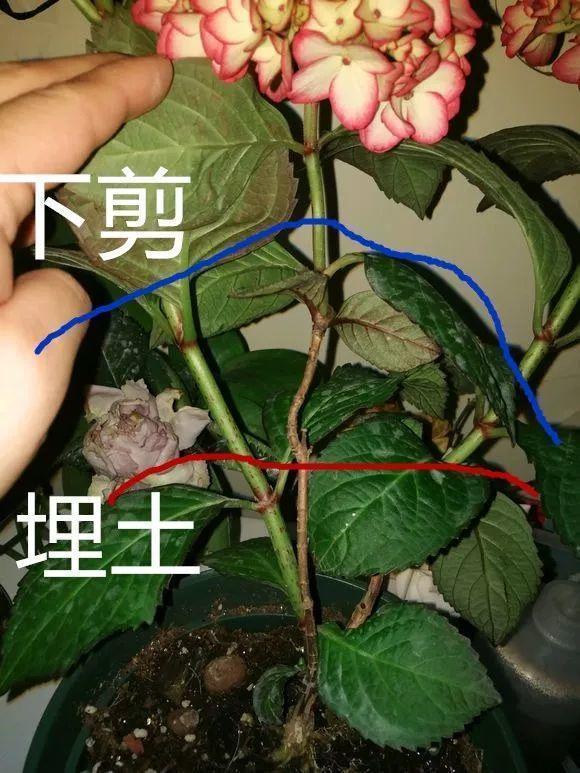 叶片|长寿月季花后赶紧剪一刀，剪完就开花，一直剪一直开！