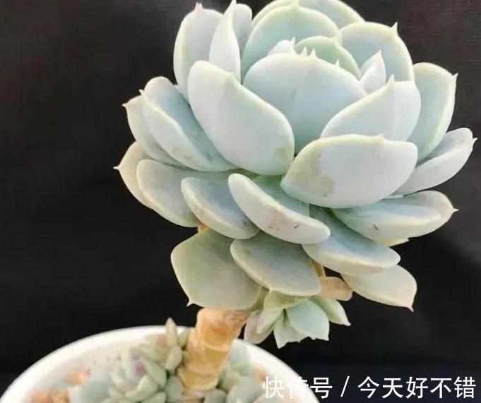 多肉养着养着就死的5个原因,看看你中招了没有