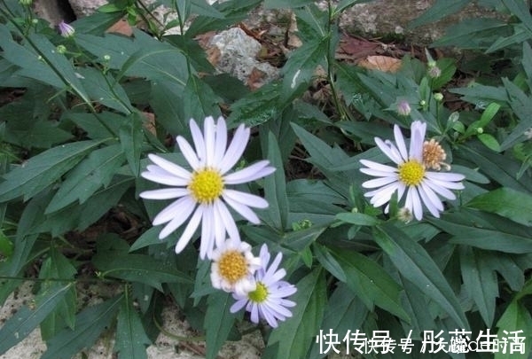 上皮细胞|提个醒：见到此野花，一定要拔回家，好处不请自来，作用非常大