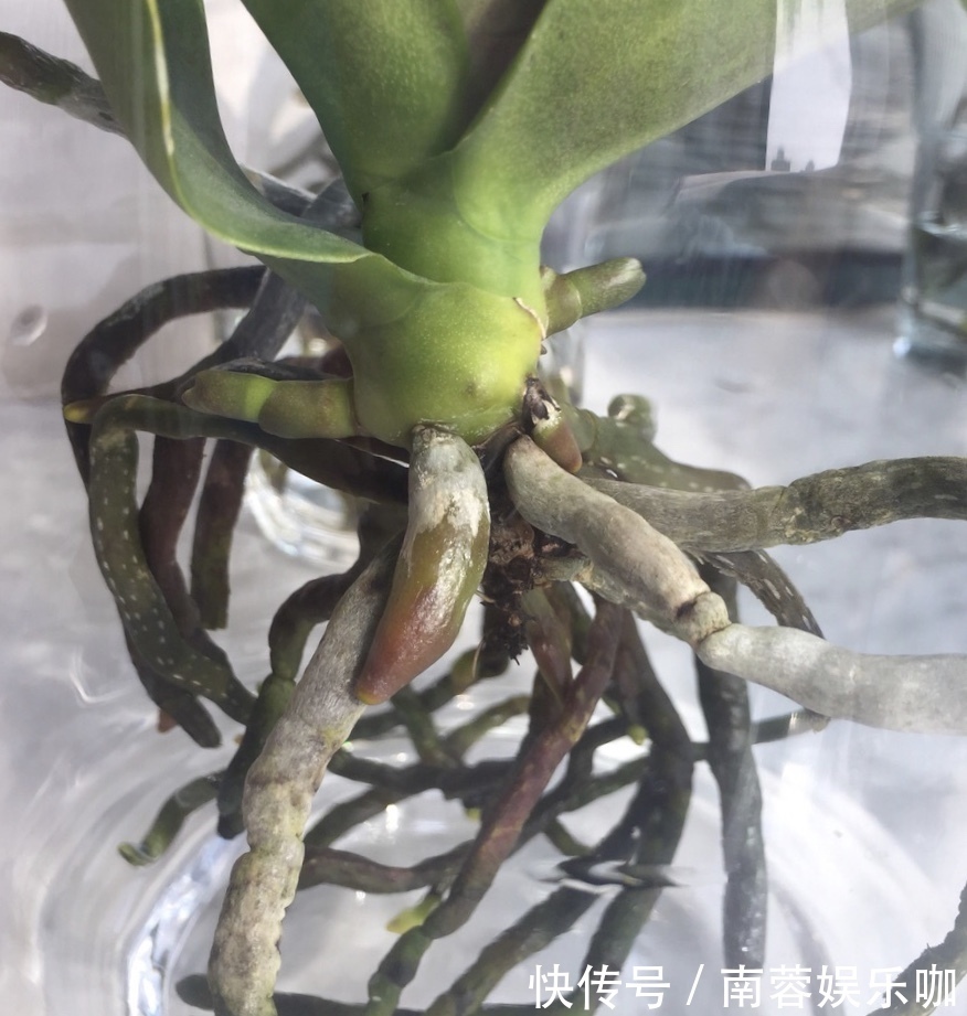 杜鹃花|养不好5种植物,就要赶紧“跳坑”,不然买多少、死多少