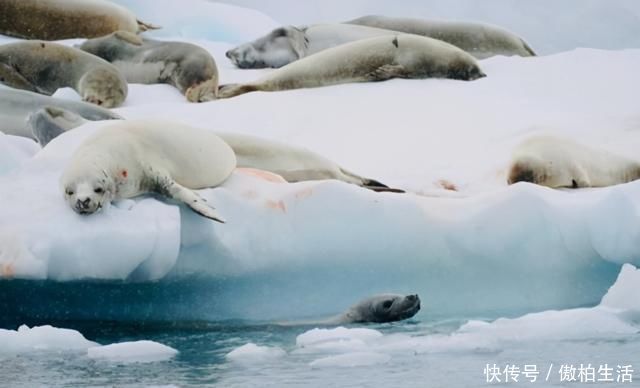 南北两极 卫星下的地球无人区,出现了大自然没有的物质,地球已无“净土”