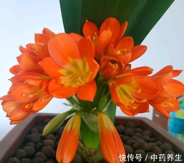 君子兰摆放“3禁忌”,避开它,根壮叶绿!