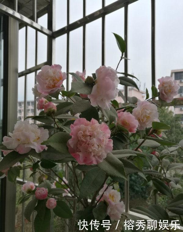 最香的“4种花”,好养又漂亮,花香醉人,谁养谁喜欢