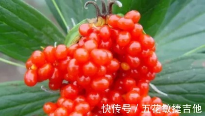 遇见|长得像石榴仔一样，晶莹亮洁，遇见请珍惜！