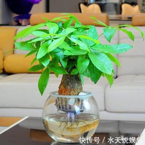 花卉|影响健康的“3种花”，不要养家里，虽然漂亮，但“花旺人不旺”