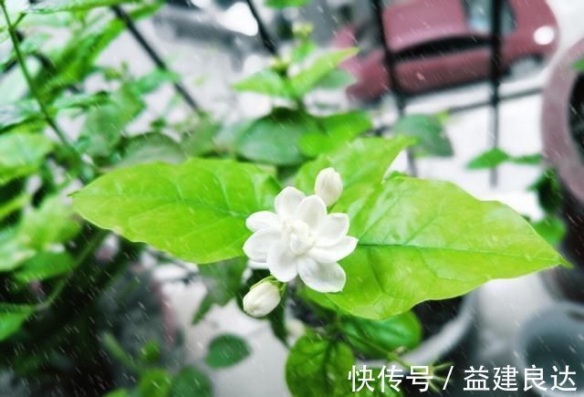 入秋扦插6种花，7天就生大白根，告别黑腐烂，花开量大