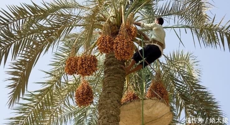 椰枣|男人40岁后,白开水里加点“它”!激发“雄激素”,更有男人味