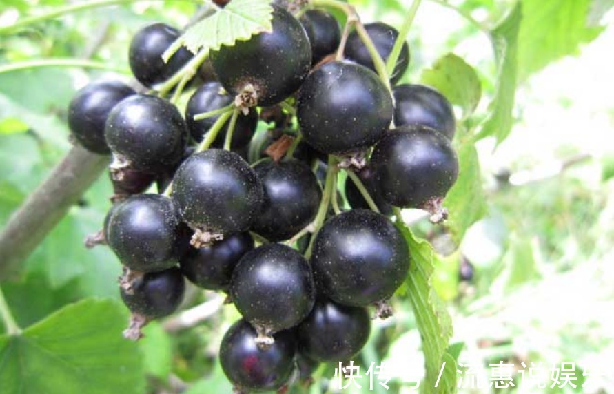 补血|九月来临,女人不妨常食此果,每天几颗,补血养血,气色更红润