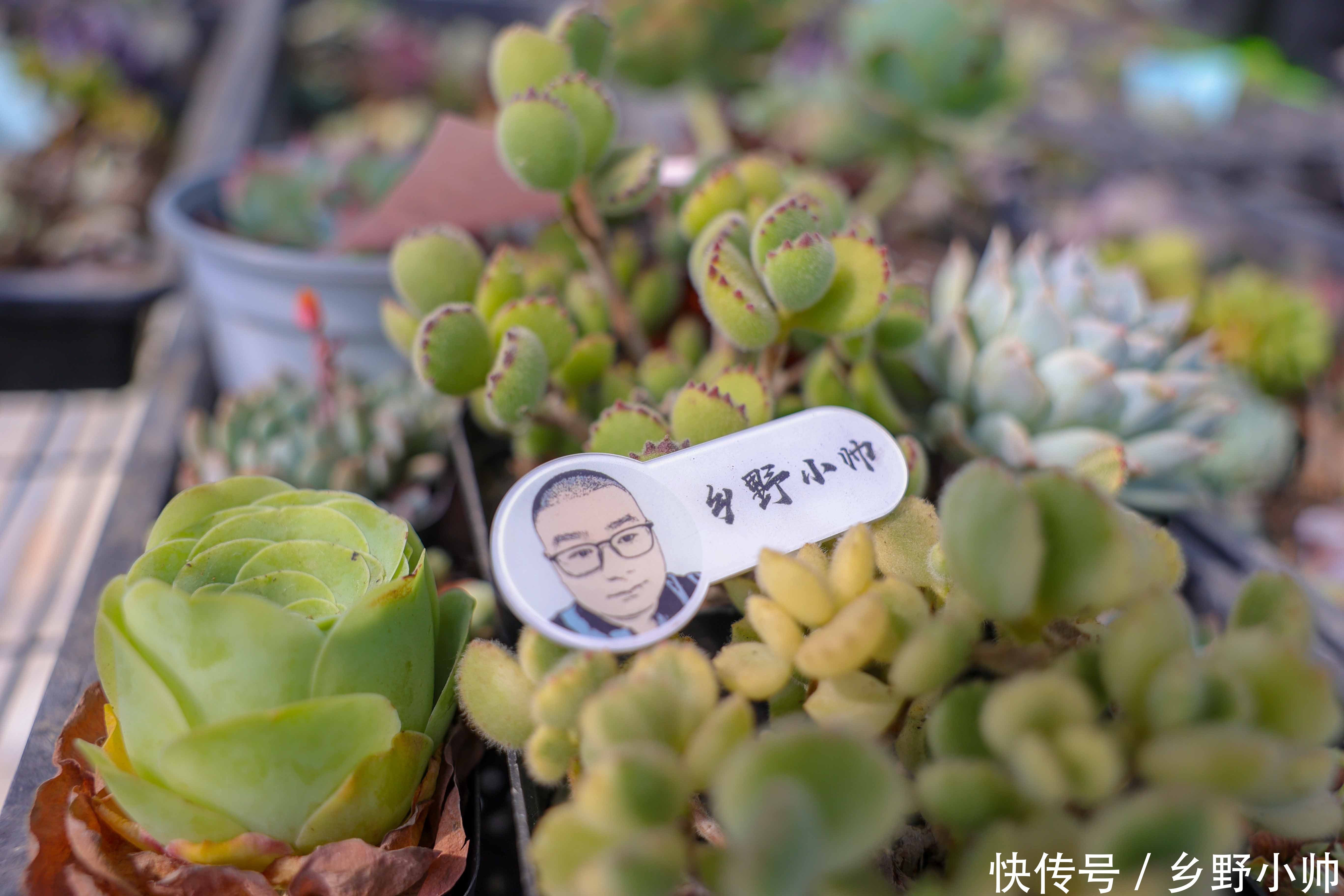 营养土|多肉配土第一课，小帅详细介绍多肉土的作用与特点，一起听听吧