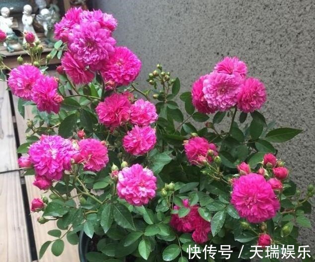 花量|李小姐养1盆“开花机器”，一年开花300多天，好养又漂亮，还特香