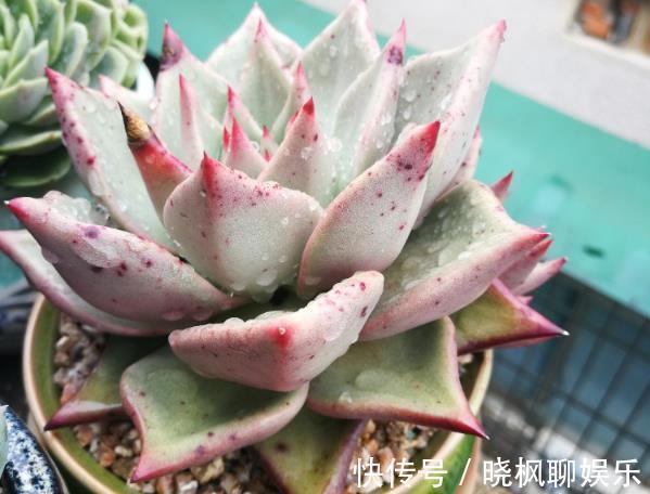 多肉植物该如何配土选对了，生根发芽就很快，新手涨姿势