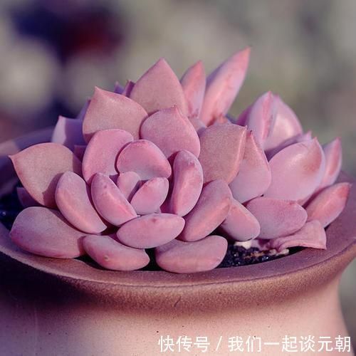 4种多肉,适合夏天养,叶片红彤彤,轻松胖成球