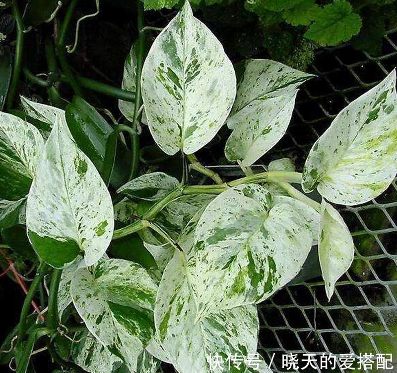 绿萝样式品种原来这么多，来看看你都认识哪一种，有没有惊艳到你