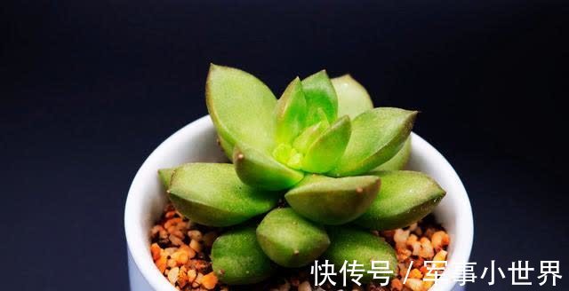 秋丽|养多肉却不会浇水，不用急，用好“四季浇水表”，不徒长不黑腐